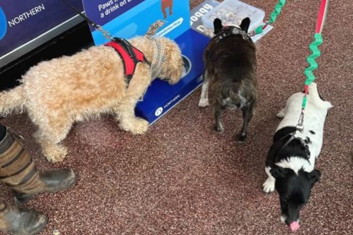 Dog hydration stations to be provided across train operator's network including Wigan

