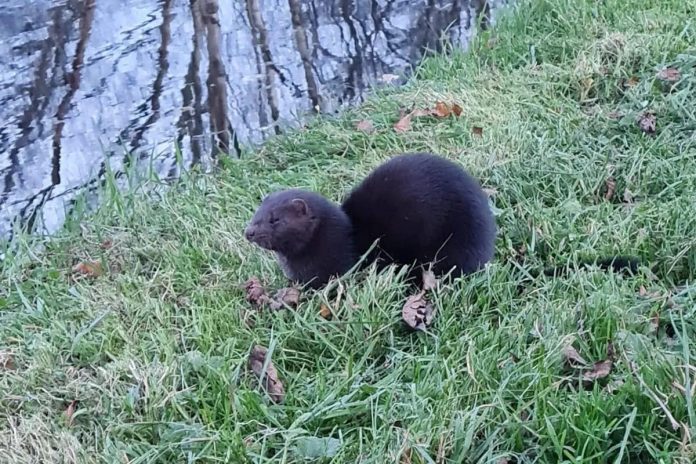 Concerns for wildlife as more 'destructive' American mink are seen in Wigan's waterways
